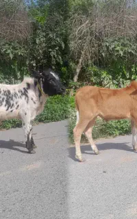 سه راس گوساله نر ورزا گاو