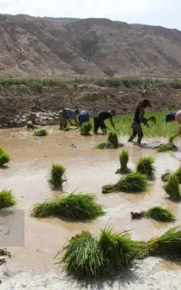 تولک ای زنیم