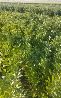 سرکارگرهستم با بهترین نیروکار