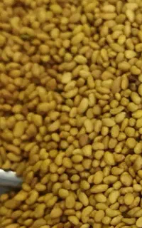 بذر یونجه  اصالت دار پایه بلند ، کیلویی ۹۰۰ هزار