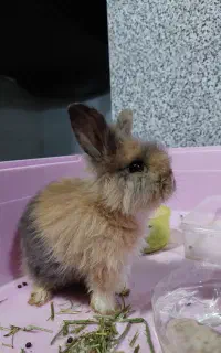 خرگوش لوپ نژاد اصلی مینی