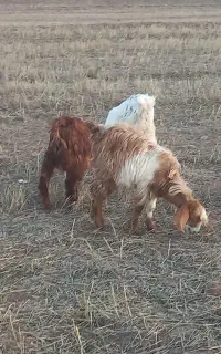 بز قاله