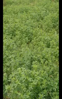 یونجه خالص