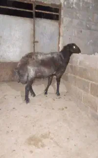 قوچ نوبخت