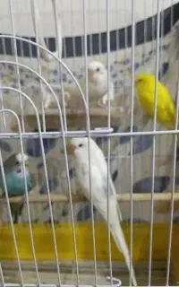 چهار عدد مرغ عشق به فروش می‌رسد