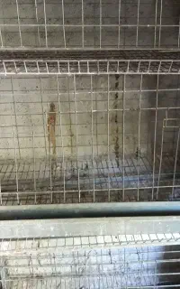 فروش قفس پرنده