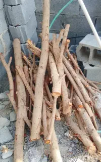 اره‌برقی‌برای‌قطع‌درختهای‌مزاحم