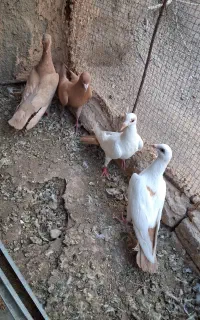 جفت دم دار زرد و جفت زرد ماده کلاهی نر کل