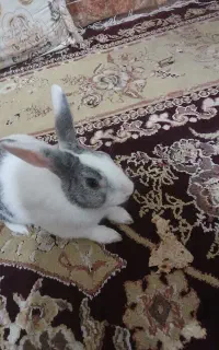 یک عدد خرگوش نر
