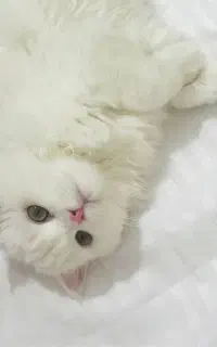 بچه گربه پرشین-اسکاتیش