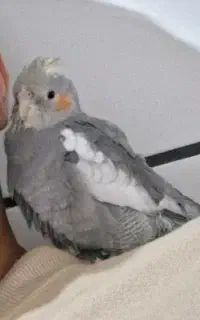 عروس هلندی گم شده