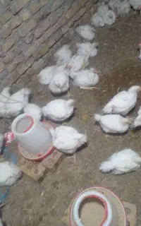 جوجه گوشتی