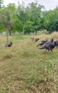 بوقلمون طبیعی