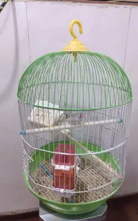 پرنده