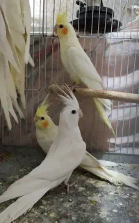 عروس هلندی