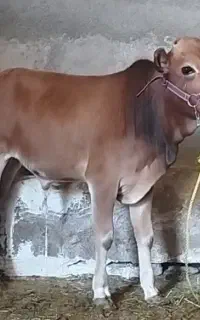 گوساله نر