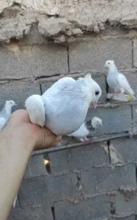 کبوتر طوقی