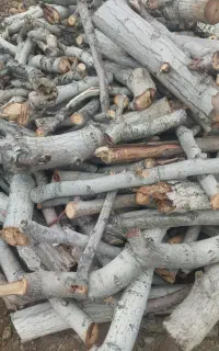 چوب گردو
