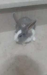 ۲ جفت خرگوش