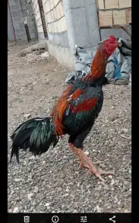 مرغ