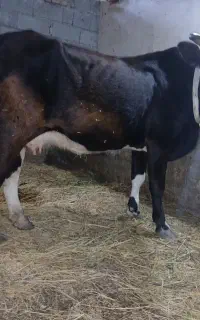 گاوباگوساله