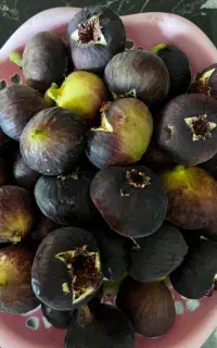 انجیر ارگانیک