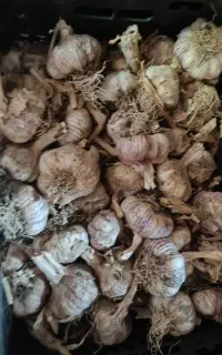 سیر درجه یک بذری مغان پایه گوگان