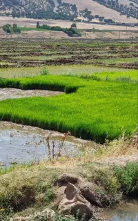 چلتکوک علی کاظمی