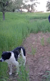 سگ گمشده بهبهان