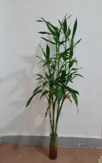 گل بامبو لاکی