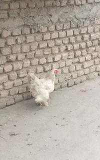 مرغ برهما