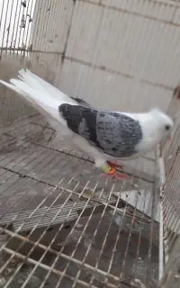 طبق عکس