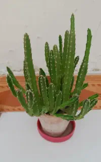گل های طبیعی
