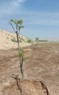 نهال گردو گرمسیری پکان