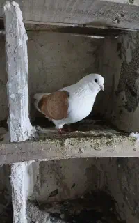 پشتار ماده و جفت بلژیکی الیام