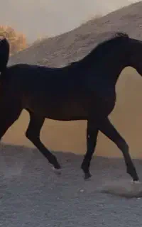 کره عرب دوسر وارداتی
