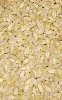 گندم نان