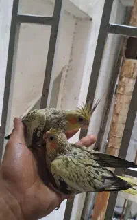 عروس هلندی