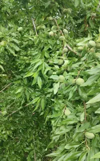 نیازمند ی نفر برای کار در باغ