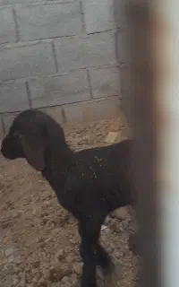 بره نر شیری