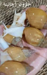 حلزون واگذاری