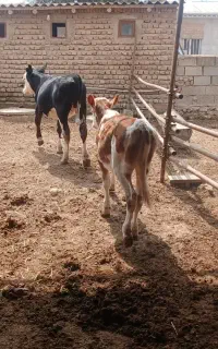 ۲ عدد گوساله ۵و۶ ماهه