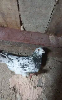 کبوتر پرشی