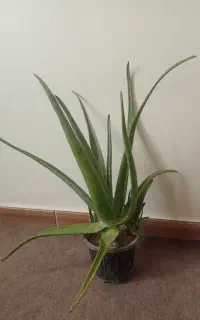 آلوورا شاداب و سرزنده