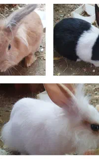 سه خرگوش بازیگوش