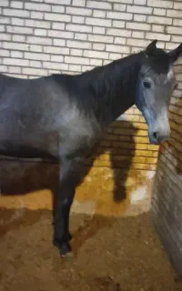 کره مادیان نوه شهریار مجد