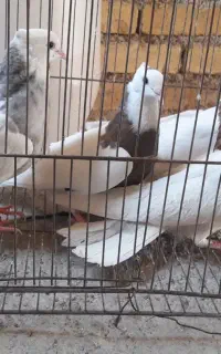 کبوترطوقی