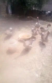 غاز،اوردک خارجی