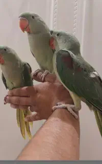 جوجه شاه طوطی چشم سیاه نر ماده رام سخنگو