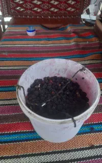 مواد غذایی